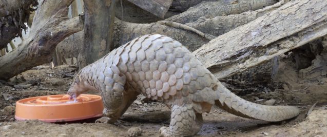 Pangolin