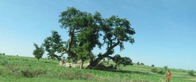 Baobab
