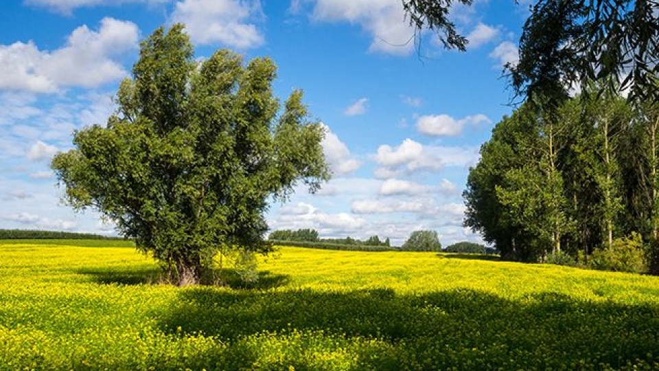 A bright green meadow and blue skies