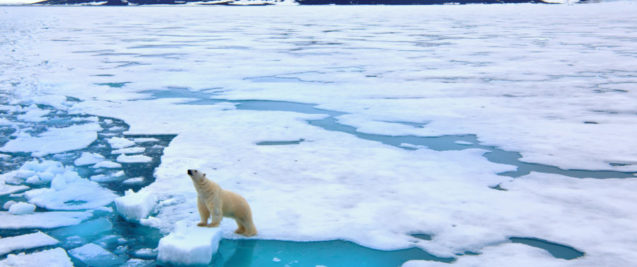A polar bear on an iceberg in the Polar Regions