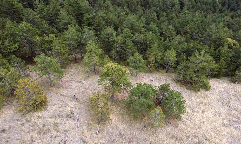 Arial view of a sparse forest