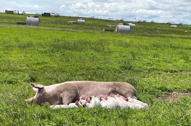 A sow lies in a grassy field while a group of piglets gather around her to feed. Farm buildings and livestock shelters can be seen in the background under a cloudy sky.