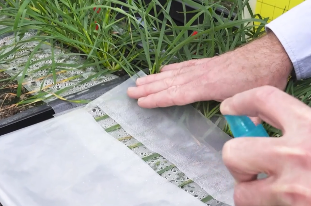 Person applying liquid treatment to young cereal plants growing in trays during a controlled crop trial.