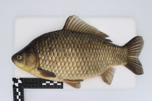 Fish laying on its side as it is examined
