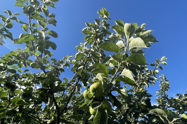 Apple trees laden with green apples growing in an orchard under a bright blue sky.