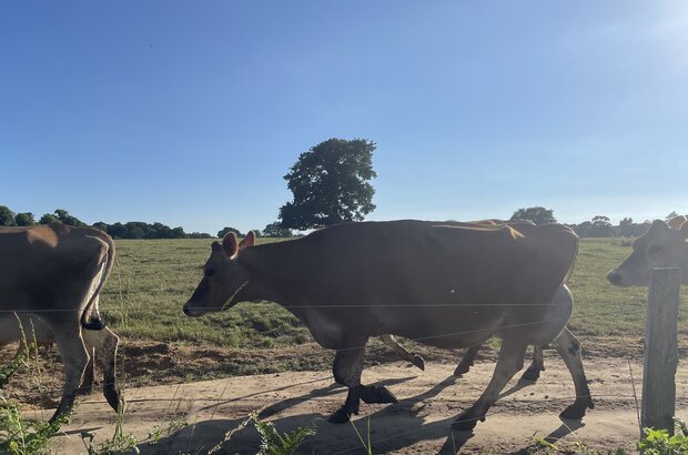 Cattle walking along a farm track beside a grassy field on a sunny day with a clear blue sky.