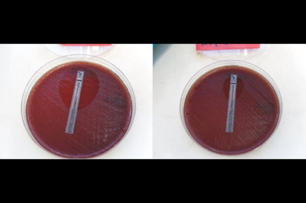 Two petri dishes with dark red agar, each showing streaked bacterial growth and a paper antibiotic strip placed across the centre.