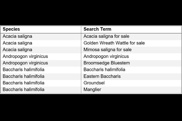 Table showing example species and their associated search terms: Acacia saligna, Acacia saligna for sale; Acacia saligna, Golden Wreath Wattle for sale; Acacia saligna, Mimosa saligna for sale;
Andropogon virginicus, Andropogon virginicus;
Andropogon virginicus, Broomsedge Bluestem;
Baccharis halimifolia, Baccharis halimifolia;
Baccharis halimifolia, Eastern Baccharis;
Baccharis halimifolia, Groundsel;
Baccharis halimifolia, Manglier