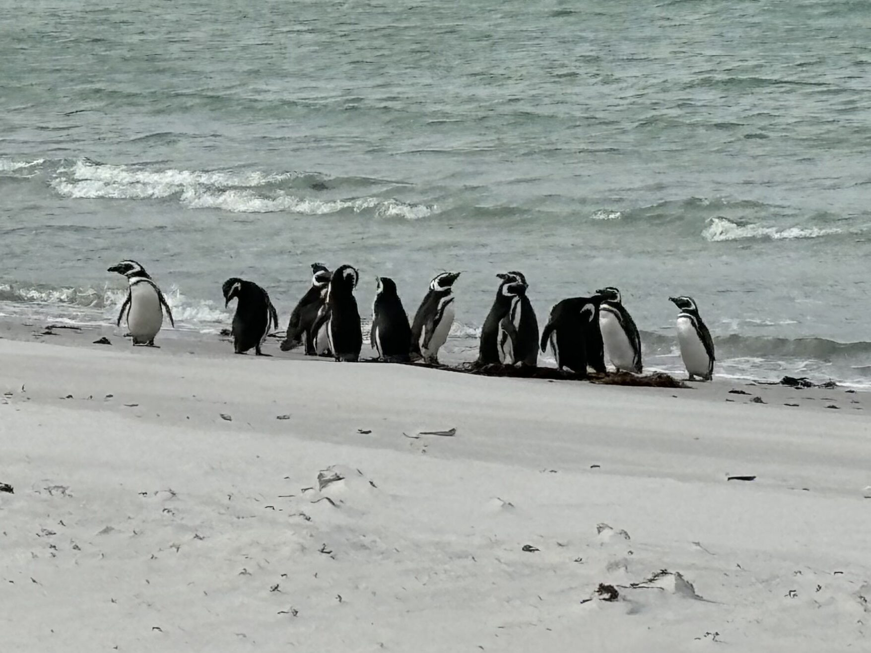 A group of about ten black and white Magellanic penguins on the edge of a white beach next to the water.