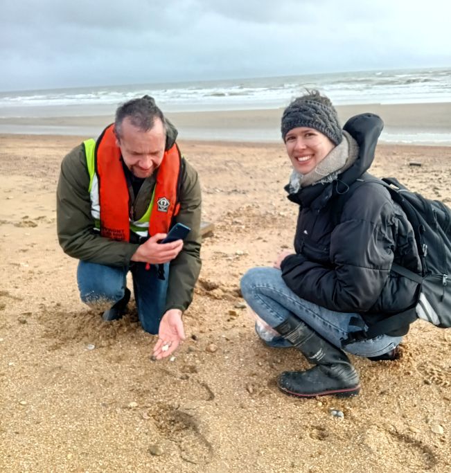 people on beach looking at shells