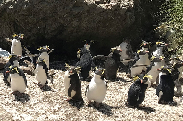Rockhopper penguins gather at Nightingale Island
