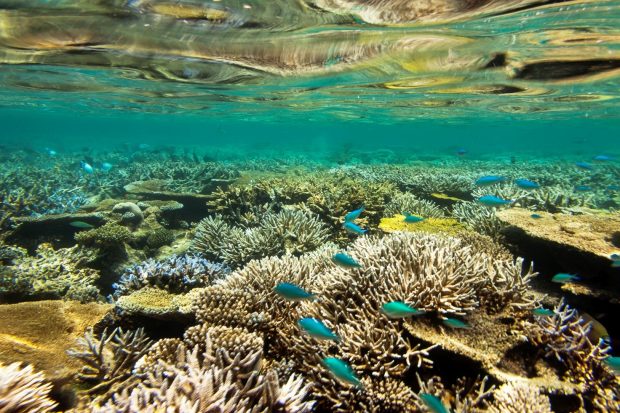 Coral reef, British Indian Ocean Territory