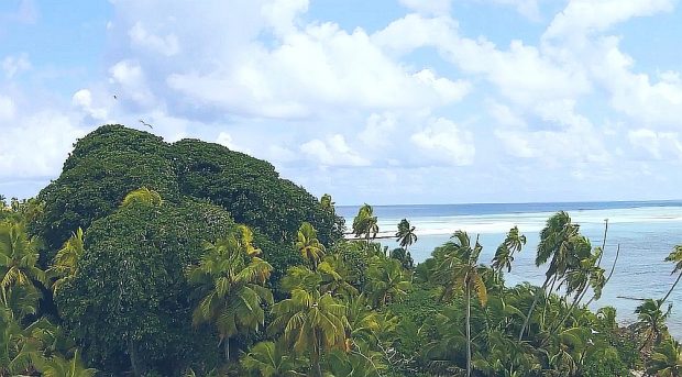 Photo credit: Stewart McPherson, Redfern Natural History, British Indian Ocean Territory