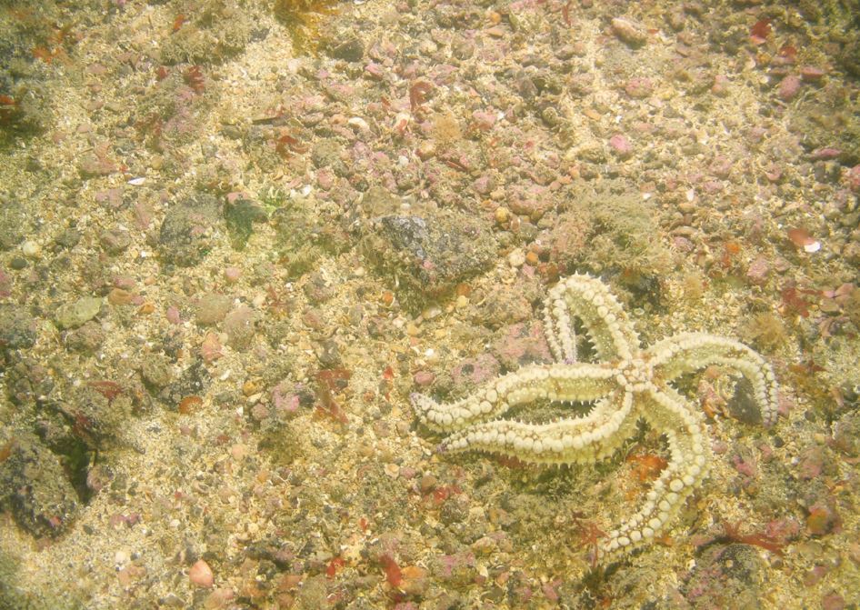 Subtidal coarse sediment