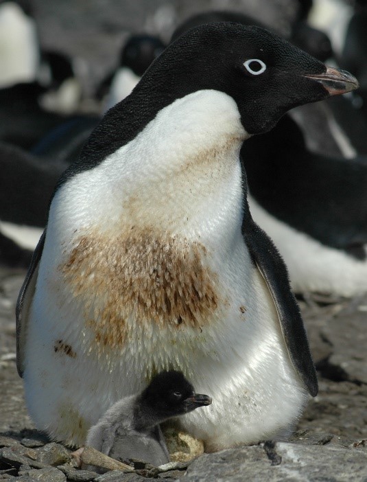 penguin
