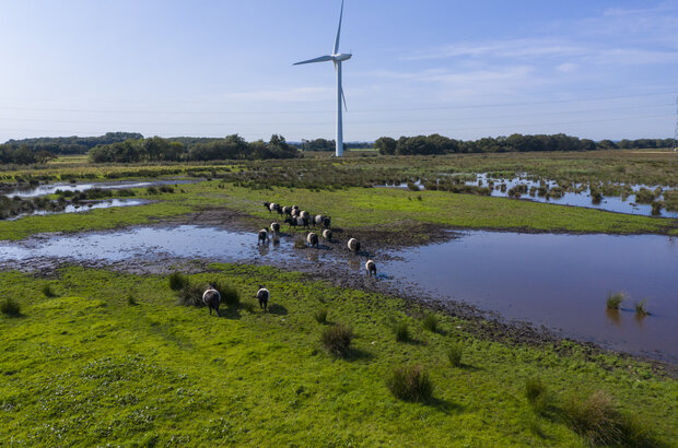 Belted Galloways on wetland
