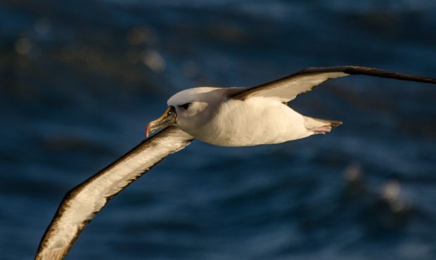 seabird