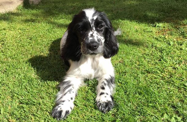 George my new addition