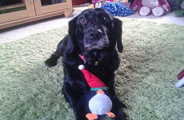 My Lewi was a Labrador and a Cocker Spaniel.