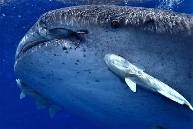 Whale shark pictured in St Helena