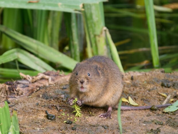 Water Vole. Credit: Gary Dowzall