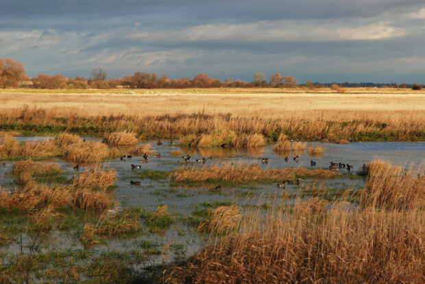 Wigeon are one of the wildfowl which occur in their thousands on the flood plain meadows of the Lower Derwent Valley NNR. The image shows brown grasses/reeds on the reserve with lots of birds dotted around the area, wading in the water. Copyright Natural England/Peter Roworth