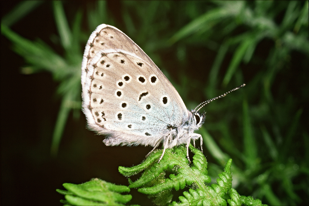 Large blue butterfly. Credit: Natural England/Peter Wakely