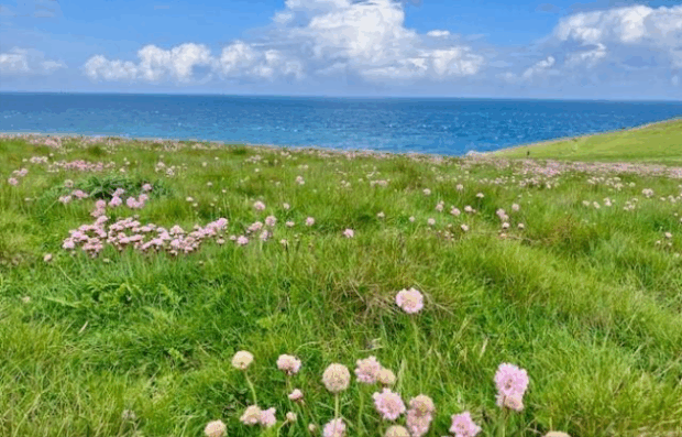 A grassy coastal meadow with clusters of pink wildflowers in the foreground, leading to a bright blue sea under a partly cloudy sky.