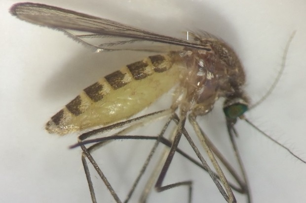Image of a mosquito lying on it's side on a surface.