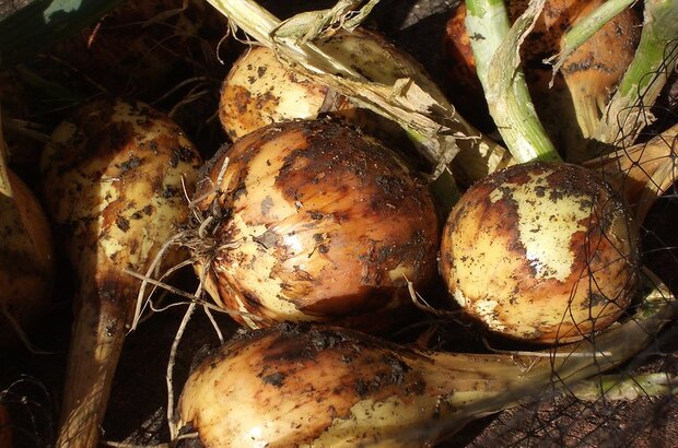 Earth-covered onions, freshly dug.