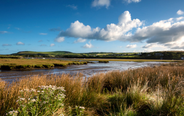 Photo of wetlands on a sunny day with blue skies