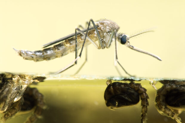 A close up shot of the common pest mosquito, Aedes vexans, resting on the water it just emerged from. Below the water surface are several pupae waiting to emerge.