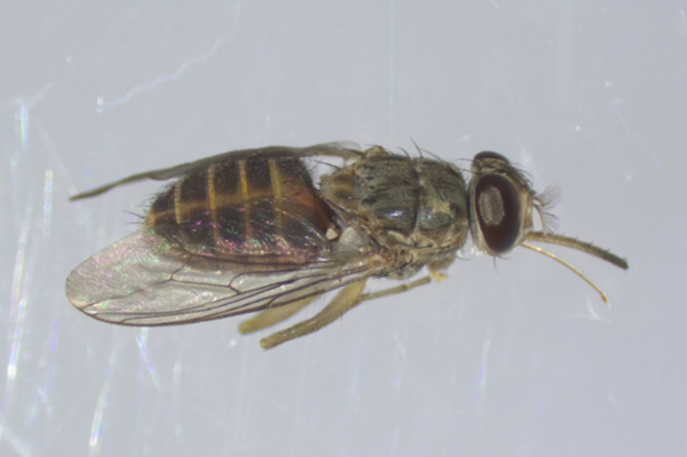 Image of a winged fly as seen under microscope