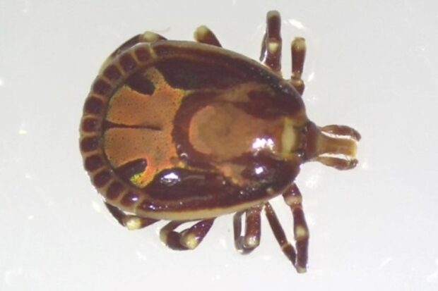 Image of a brown coloured tick as seen under microscope