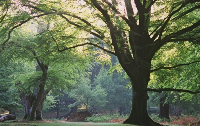 Image of trees