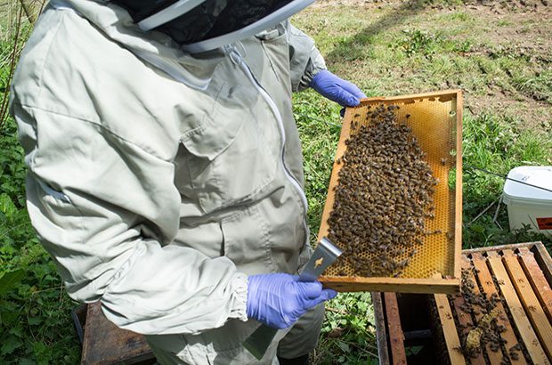 Inspection of the brood frames image