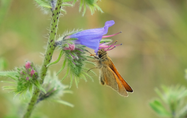 Photo of small skipper on viper’s bugloss