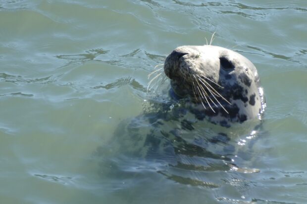 Grey seal in water with its head above the water