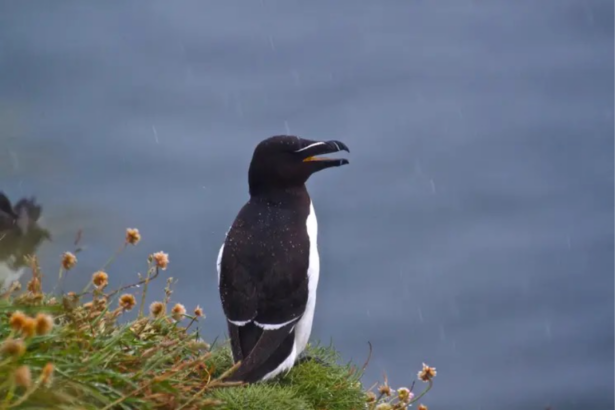 image of a razorbill bird on a grassy cliff edge, with the sea in the background.