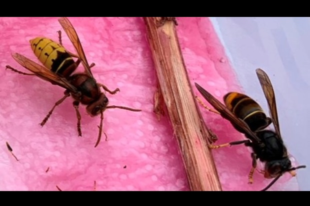 Two winged insects side-by-side. One with significantly more yellow on it's body than the other which is more black.