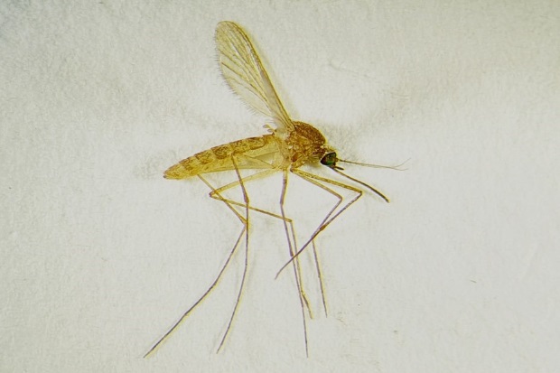 A female common house mosquito