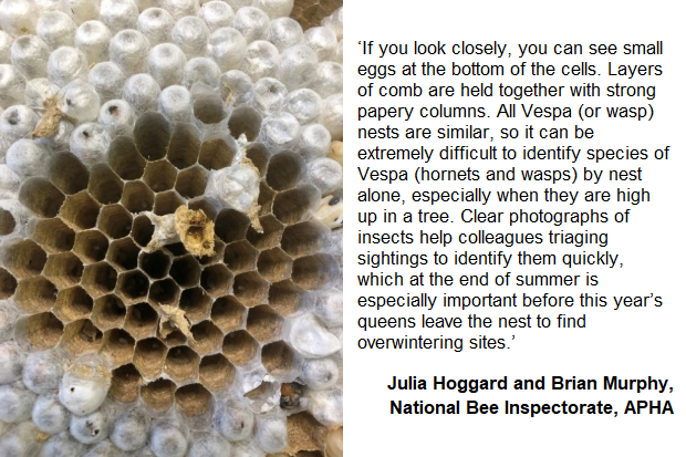 Image of part of an Asian hornet comb with the text, "If you look closely, you can see small eggs at the bottom of the cells. Layers of comb are held together with strong papery columns. All Vespa (or wasp) nests are similar, so it can be extremely difficult to identify species of Vespa (hornets and wasps) by nest alone, especially when they are high up in a tree. Clear photographs of insects help colleagues triaging sightings to identify them quickly, which at the end of summer is especially important before this year’s queens leave the nest to find overwintering sites."