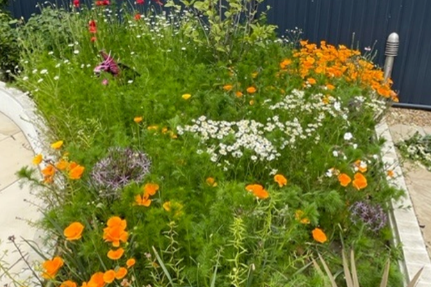 Image of wildflowers growing in a raised plant bed.
