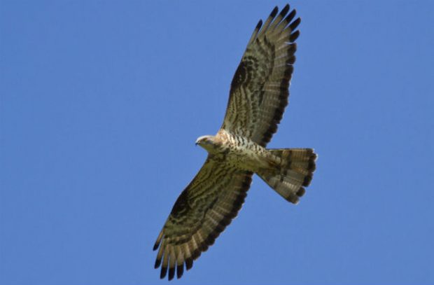 Image of a buzzard flying