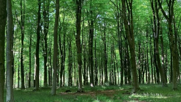 Even aged beech woodland with a lack of diversity and suppressed ground vegetation.
