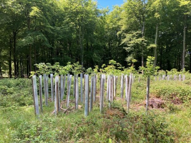 Planted trees protected against browsing deer with shelters.