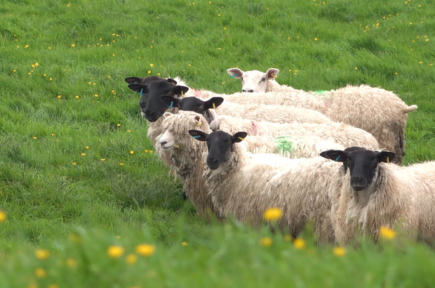 Small group of sheep standing close together in lush green grass dotted with yellow wildflowers, viewed at mid‑distance.