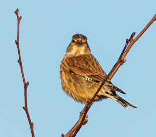 A female linnet bird sits on a twig, with a blue sky behind.