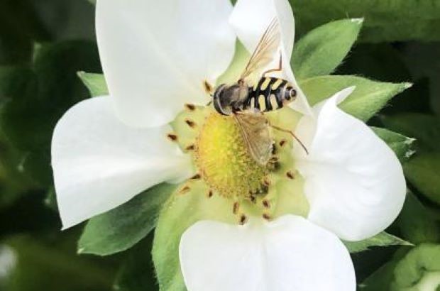 Hoverfly feeding on the centre of a white flower.