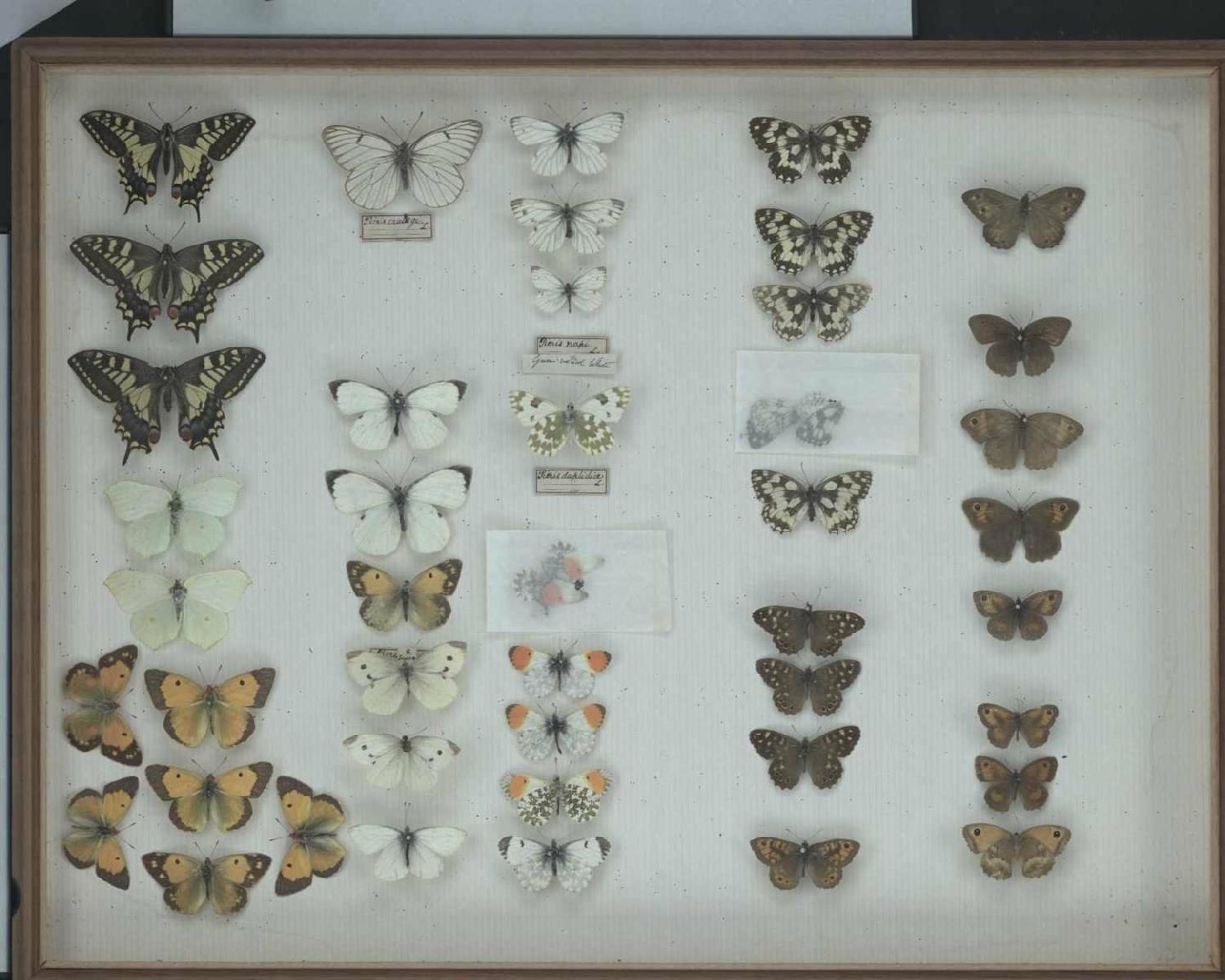 Wallace Collection:  drawer 21